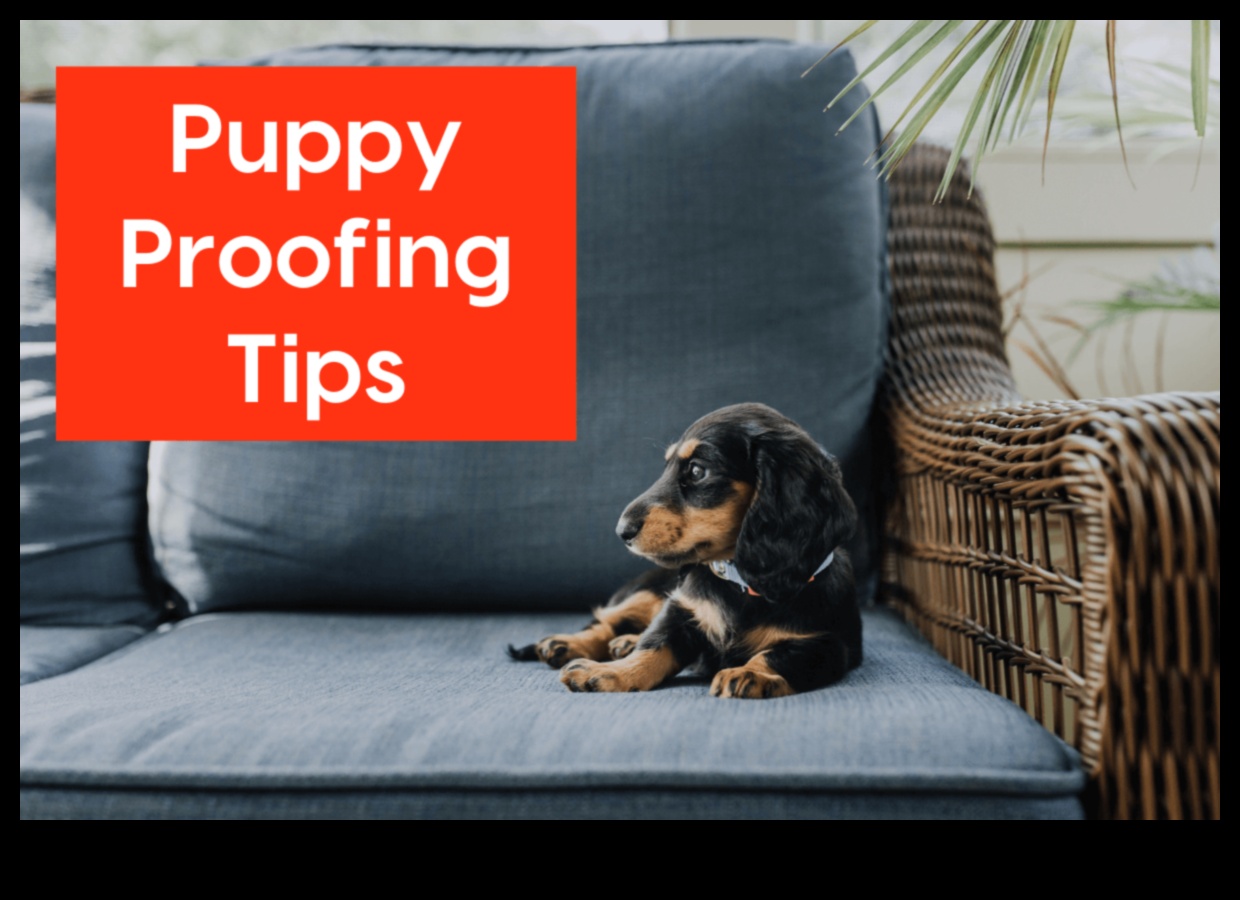 Puppy Proofing: Δημιουργία ενός ασφαλούς σπιτιού για το νέο σας κουτάβι