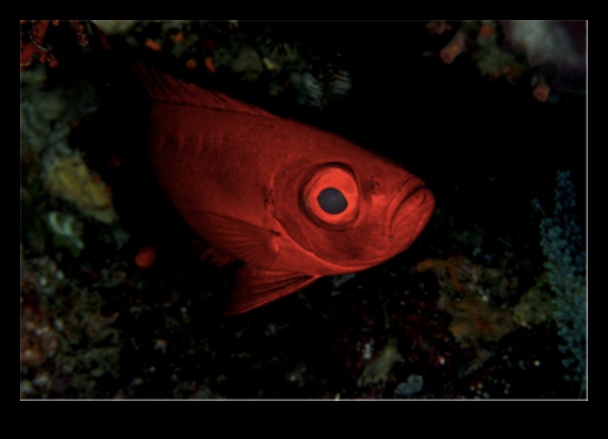 The Night Shift: Nocturnal Habits of Fish in the Dark Waters