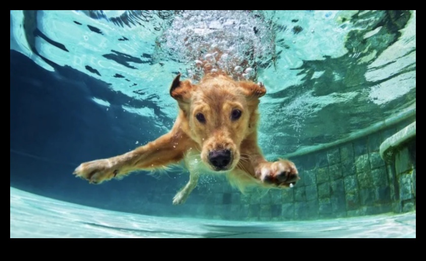 Puppy Pool Paw-ty Συνέχεια: Προσθήκη παιχνιδιών νερού για σκύλους