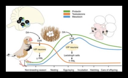 Οι φτερωτές οικογένειες συνεχίζονται: Ρόλοι γονέων σε διαφορετικά είδη πουλιών