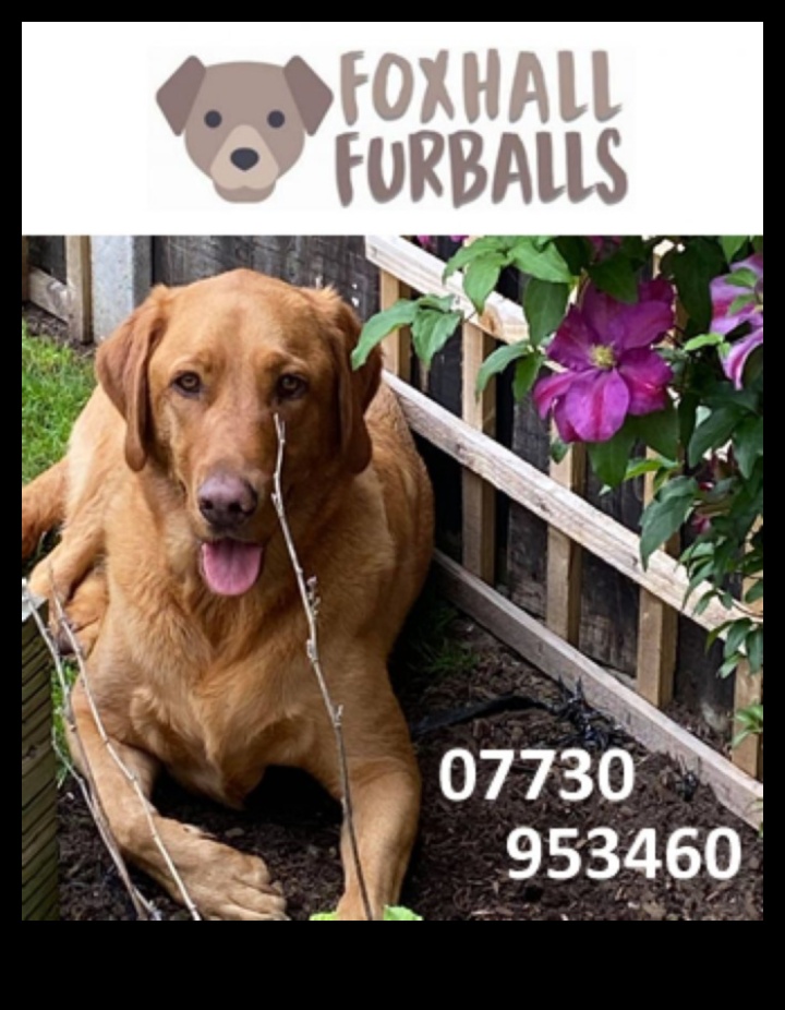 Pocket Pet Olympics Friendly Competitions for Small Furballs 3 Pocket Pet Olympics: Φιλικοί Αγώνες για Μικρά Γουόμπαλα