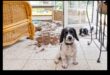 Puppy Proofing: Δημιουργία ενός ασφαλούς σπιτιού για το νέο σας κουτάβι