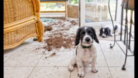 Puppy Proofing Κάνοντας ένα ασφαλές χώρος για το ολοκαίνουργιο σας κατοικίδιο 5 Puppy Proofing: Δημιουργία ενός ασφαλούς σπιτιού για το νέο σας κουτάβι