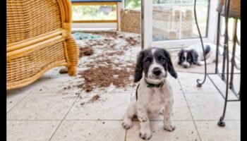 Puppy Proofing: Δημιουργία ενός ασφαλούς σπιτιού για το νέο σας κουτάβι