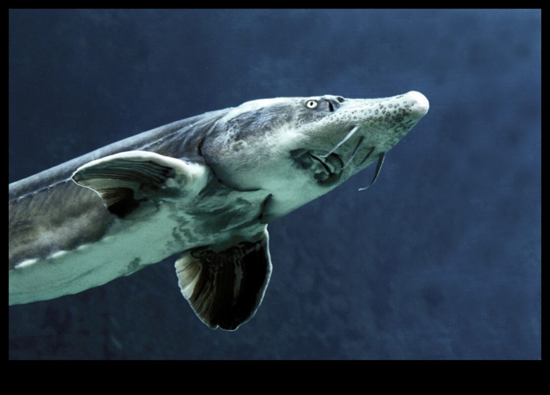 The Night Shift: Nocturnal Habits of Fish in the Dark Waters