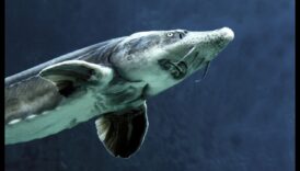 The Night Shift: Nocturnal Habits of Fish in the Dark Waters