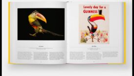 Winged Wonders: Accessorizing Your Pet Bird for Glamour