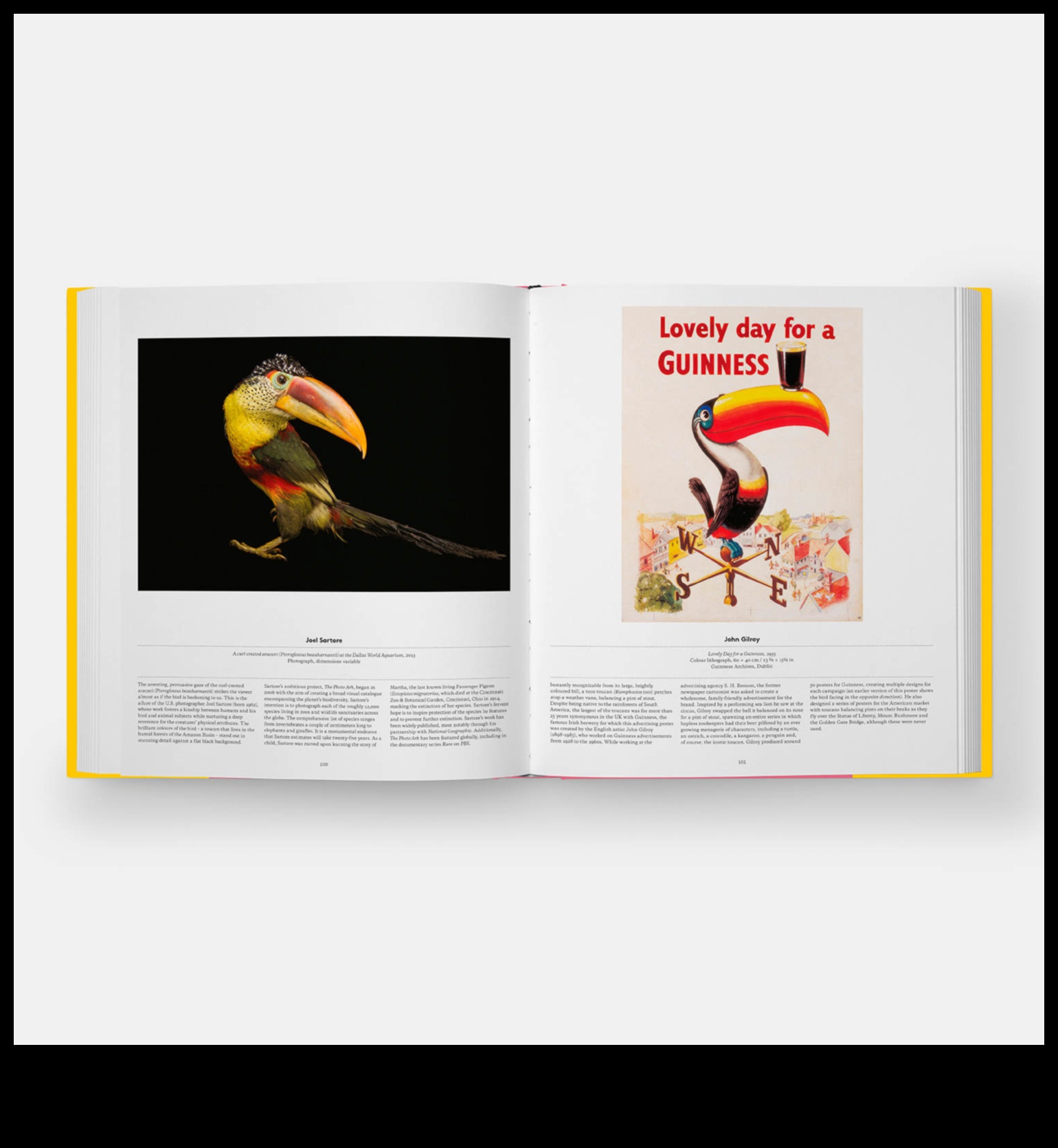 Winged Wonders Πώς να προσθέσετε μια πινελιά γοητείας στο κατοικίδιο πουλί σας 1 Winged Wonders: Accessorizing Your Pet Bird for Glamour