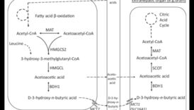 Κέτο και θετική εικόνα σώματος: Μια ολιστική προσέγγιση