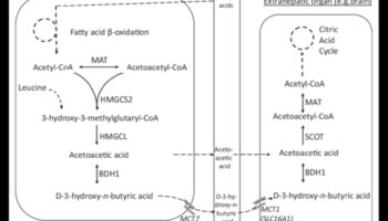 Κέτο και θετική εικόνα σώματος: Μια ολιστική προσέγγιση