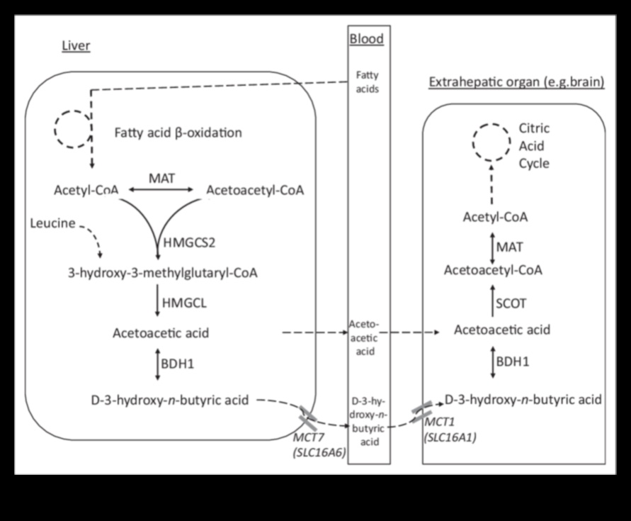 Κέτο και θετική εικόνα σώματος: Μια ολιστική προσέγγιση