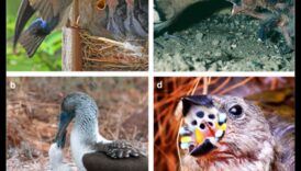 Οι φτερωτές οικογένειες συνεχίζονται: Ρόλοι γονέων σε διαφορετικά είδη πουλιών