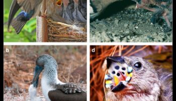 Οι φτερωτές οικογένειες συνεχίζονται: Ρόλοι γονέων σε διαφορετικά είδη πουλιών