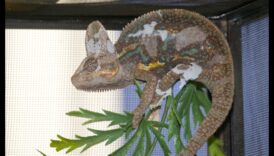 Reptile Runners Συνέχεια: Περισσότερα μοντέρνα αξεσουάρ για τον Scaley σύντροφό σας