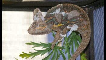 Reptile Runners Συνέχεια: Περισσότερα μοντέρνα αξεσουάρ για τον Scaley σύντροφό σας