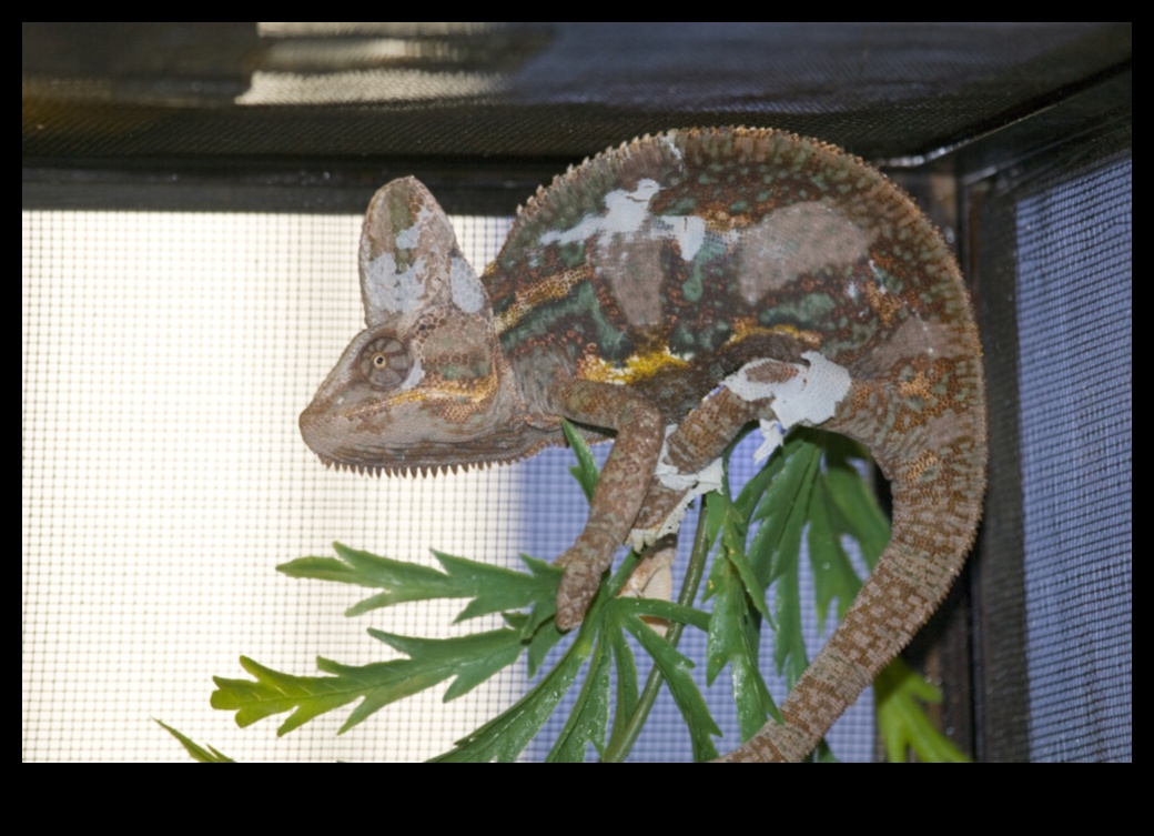 Οι Reptile Runners συνέχισαν περισσότερους μοντέρνους τρόπους για να ντύσετε το Scaley Companion σας 1 Reptile Runners Συνέχεια: Περισσότερα μοντέρνα αξεσουάρ για τον Scaley σύντροφό σας