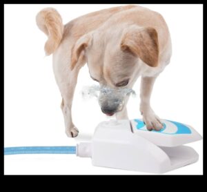 Puppy Pool Paw-ty Συνέχεια: Προσθήκη παιχνιδιών νερού για σκύλους