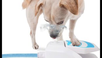 Puppy Pool Paw-ty Συνέχεια: Προσθήκη παιχνιδιών νερού για σκύλους